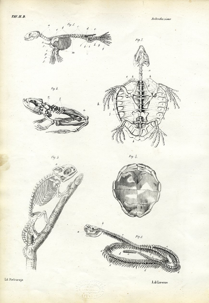 Teknős, 1863-79 alkotó: Raimundo Petraroja