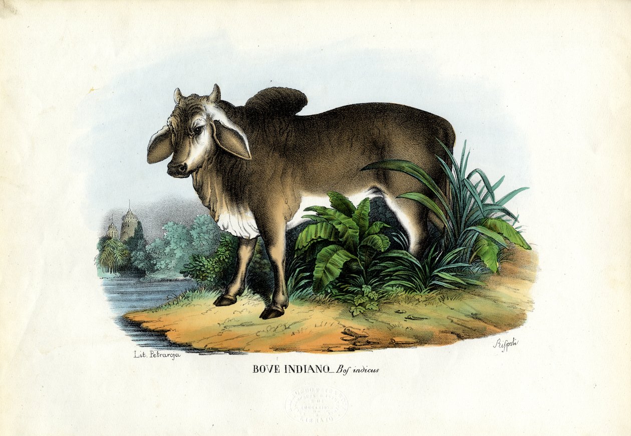 Zebu, 1863-79 alkotó: Raimundo Petraroja