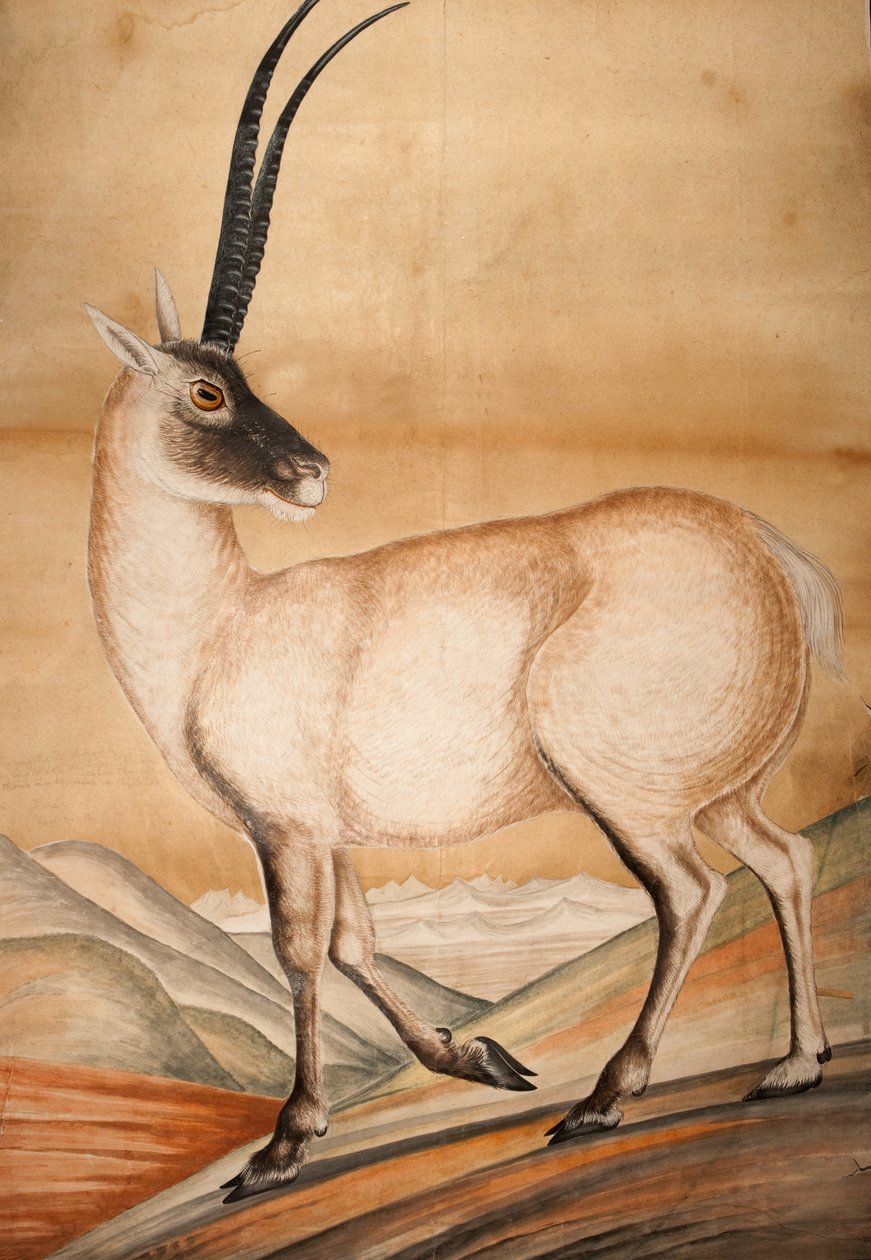Chiru, 1840 alkotó: Raj Man Singh