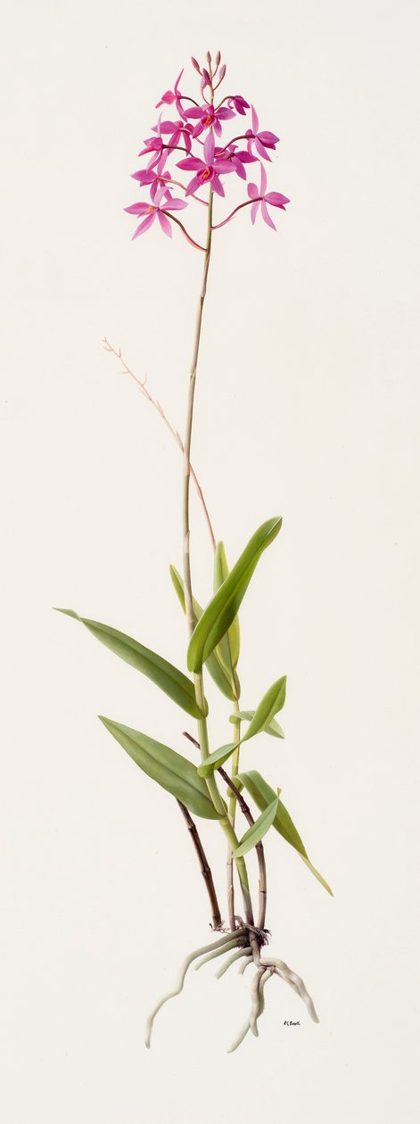Barkeria skinneri (olaj, papír) alkotó: Raymond Booth