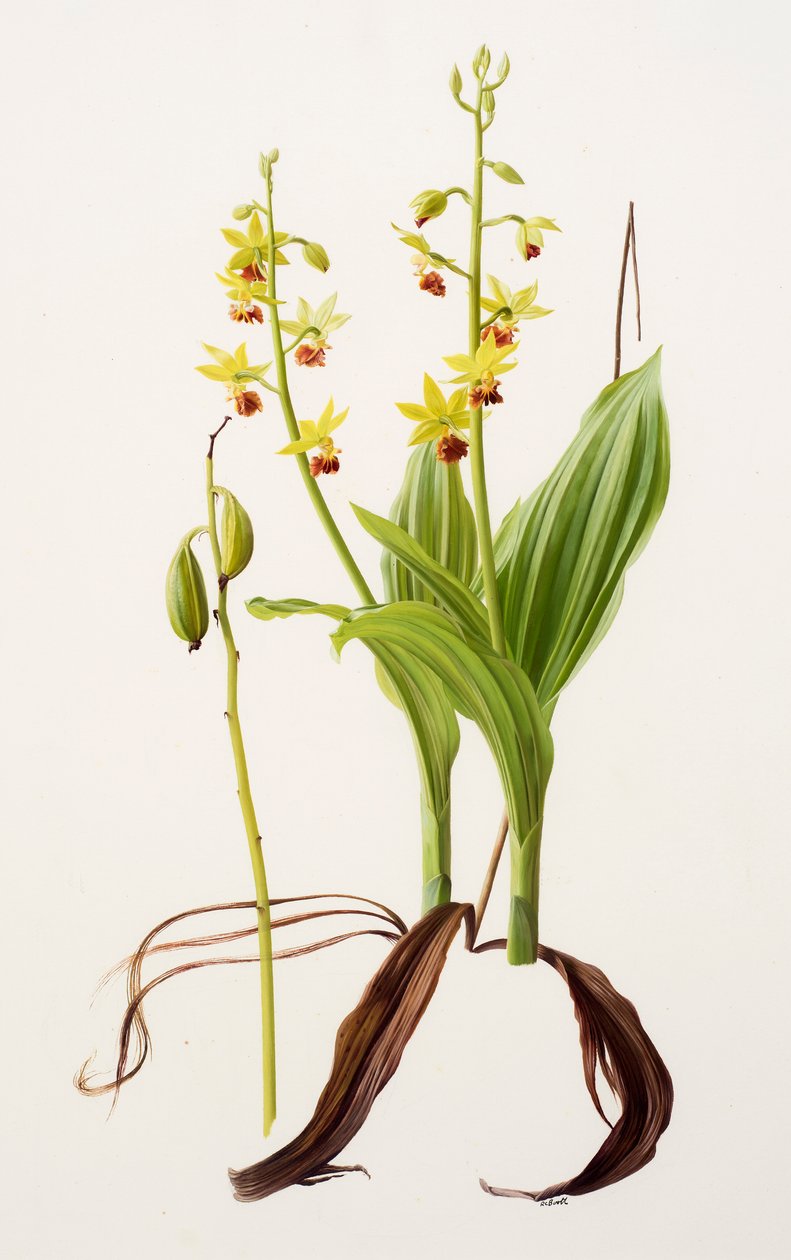 Calanthe tricarinata (olaj, papír) alkotó: Raymond Booth