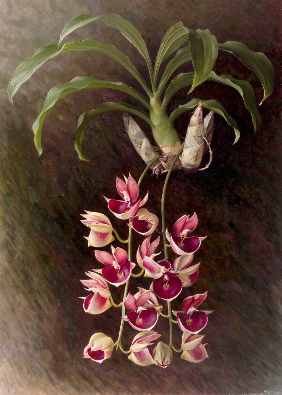 Catasetum pileatum 