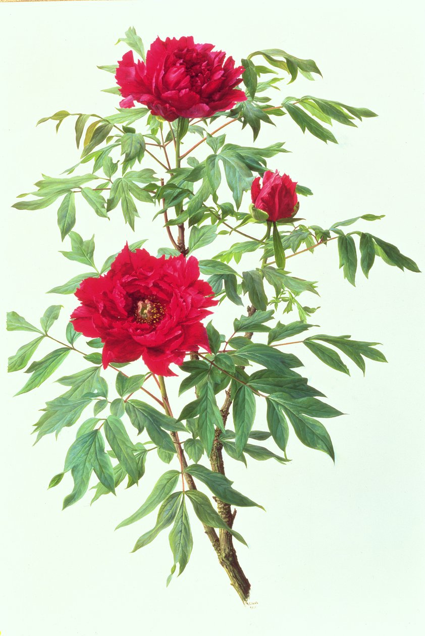 Japán fa paeony alkotó: Raymond Booth