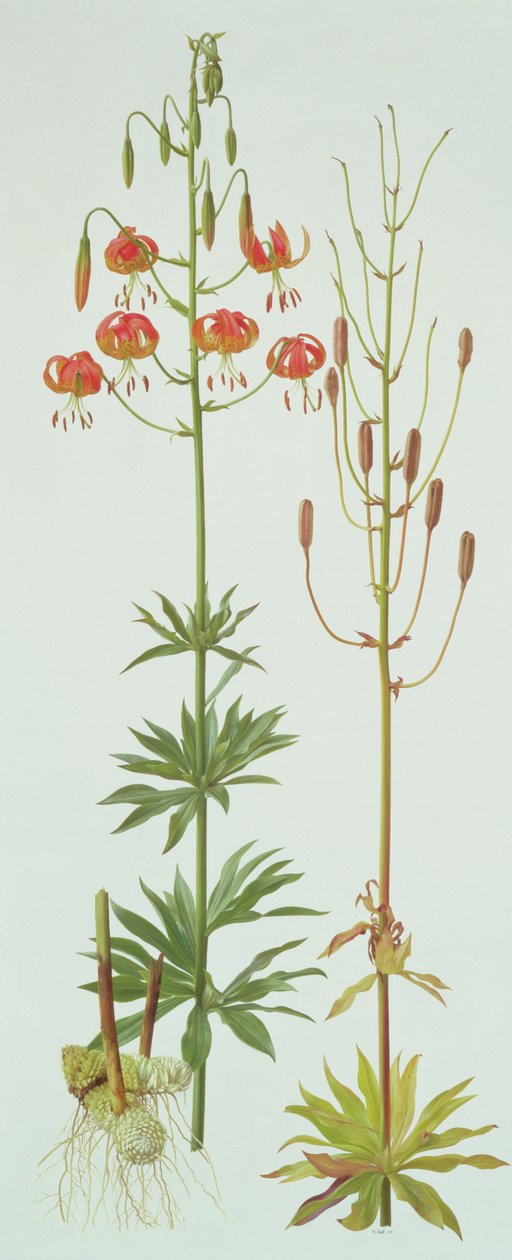 Lilium Pardalinum alkotó: Raymond Booth