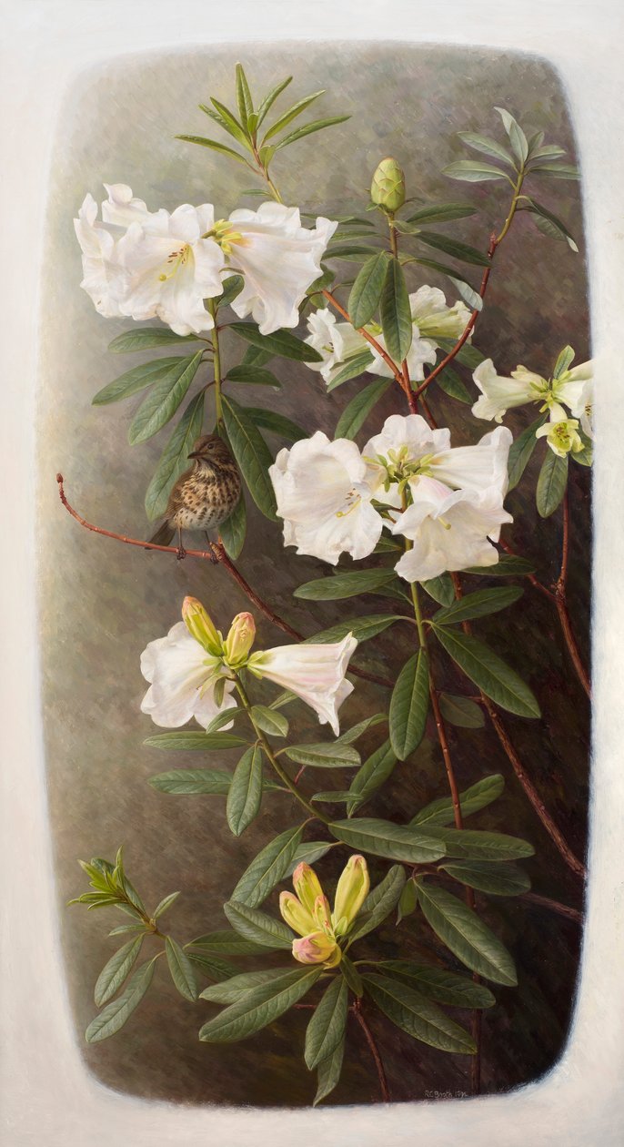 Rhododendron lindleyi alkotó: Raymond Booth