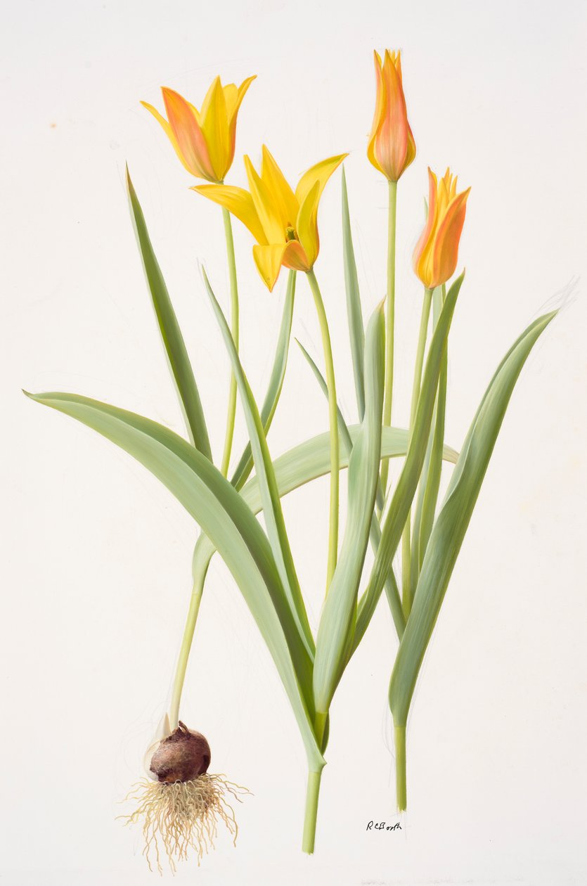 Tulipa ferganica (olaj, papír) alkotó: Raymond Booth