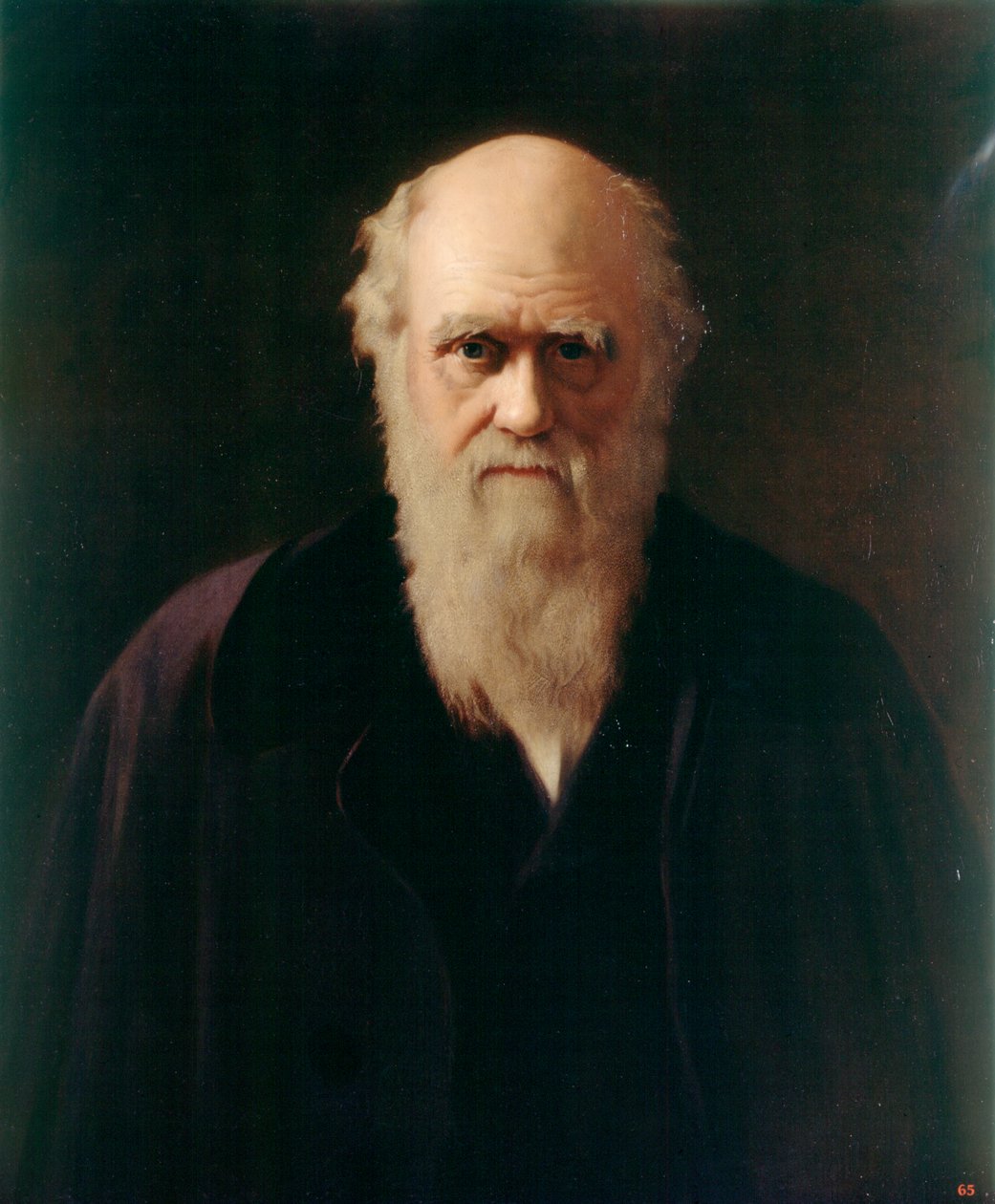Charles Darwin (olaj a fedélzeten) alkotó: Reilly Reilly
