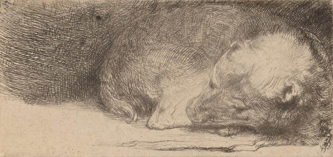 Alvó kiskutya, c. 1640. alkotó: Rembrandt van Rijn
