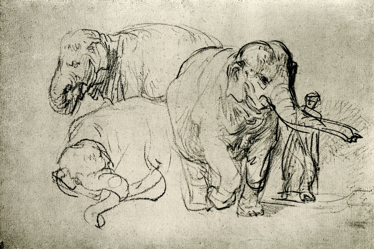 Elefántok tanulmányozása alkotó: Rembrandt van Rijn