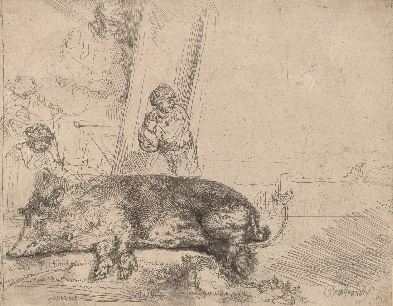 A disznó, 1643. alkotó: Rembrandt van Rijn