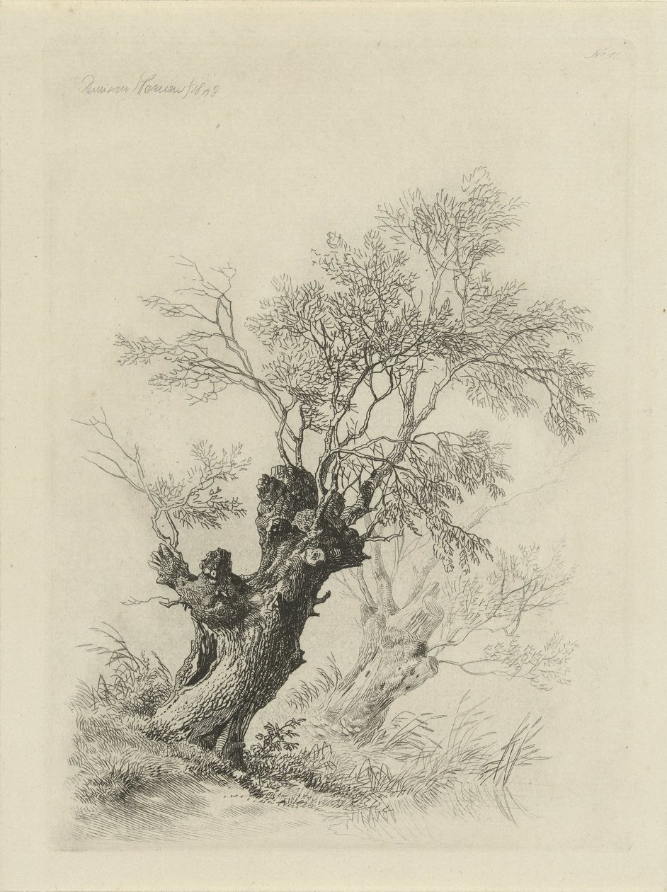 fűzfa alkotó: Remigius Adrianus Haanen