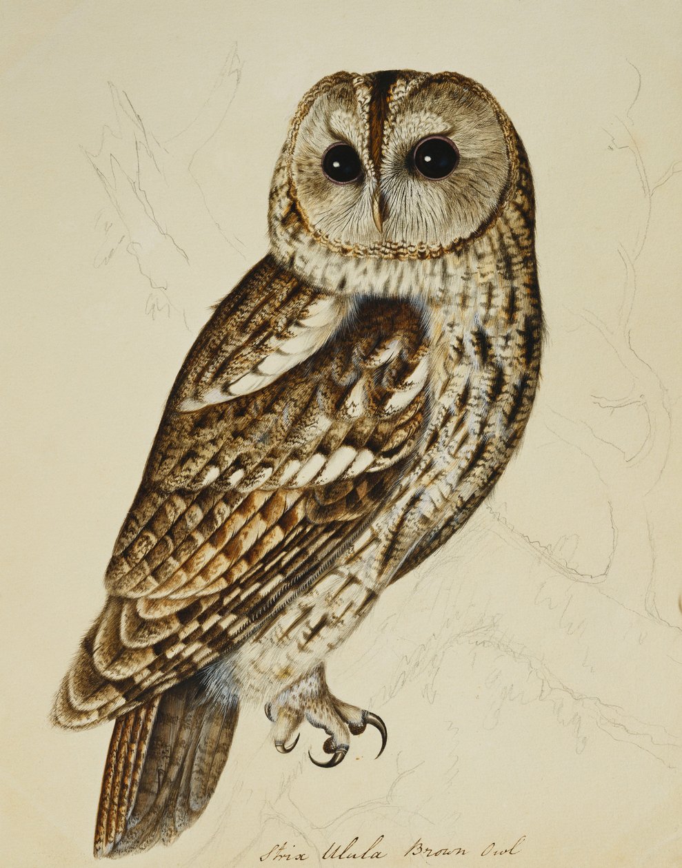 Barna bagoly (Strix Ulula) alkotó: Rev. C. Atkinson
