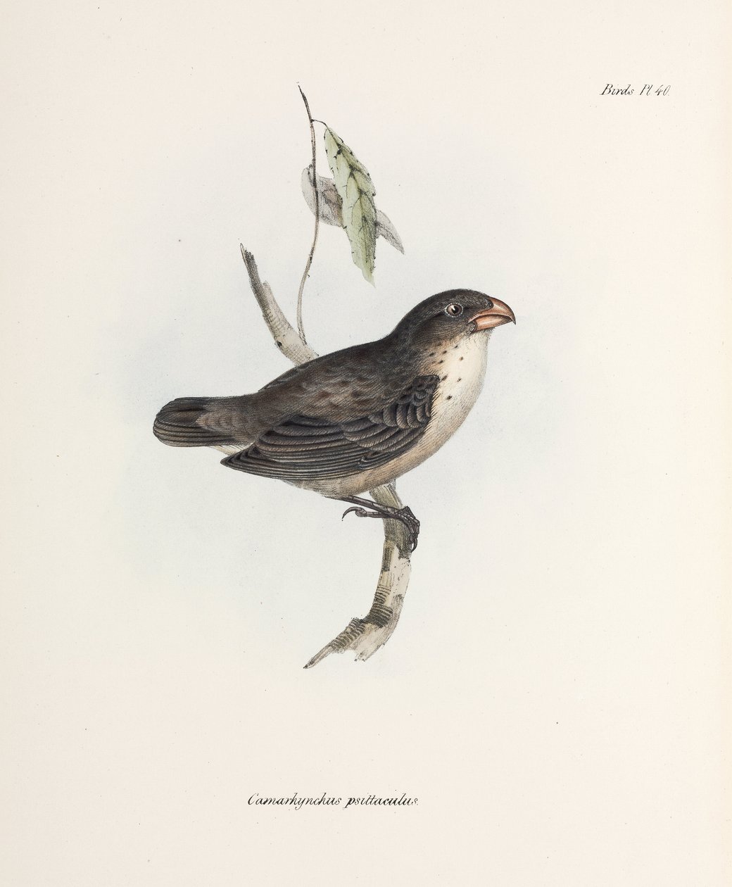 Finch, c 1832-1836 alkotó: John Pardon