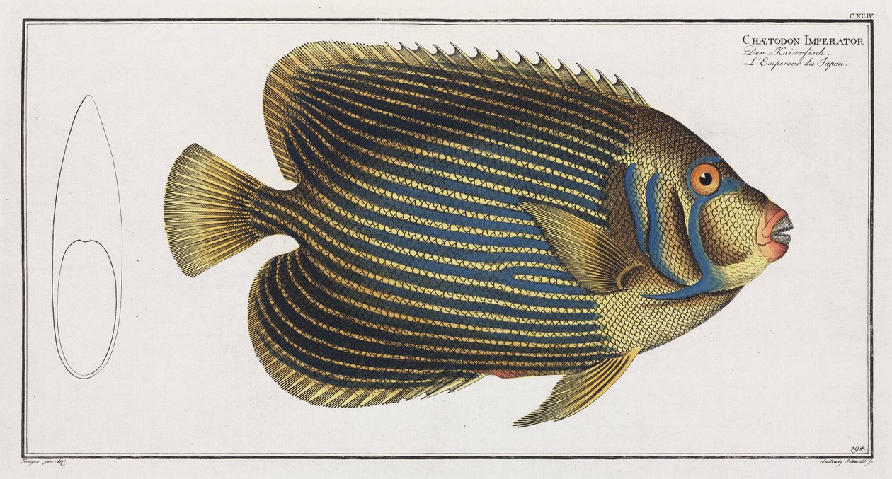 Imperator Angelfish alkotó: John Pardon