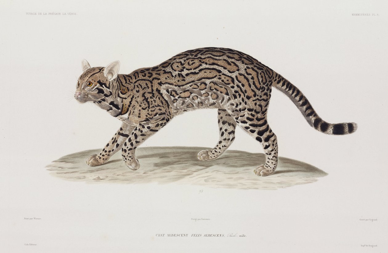 Ocelot, USA alkotó: John Pardon