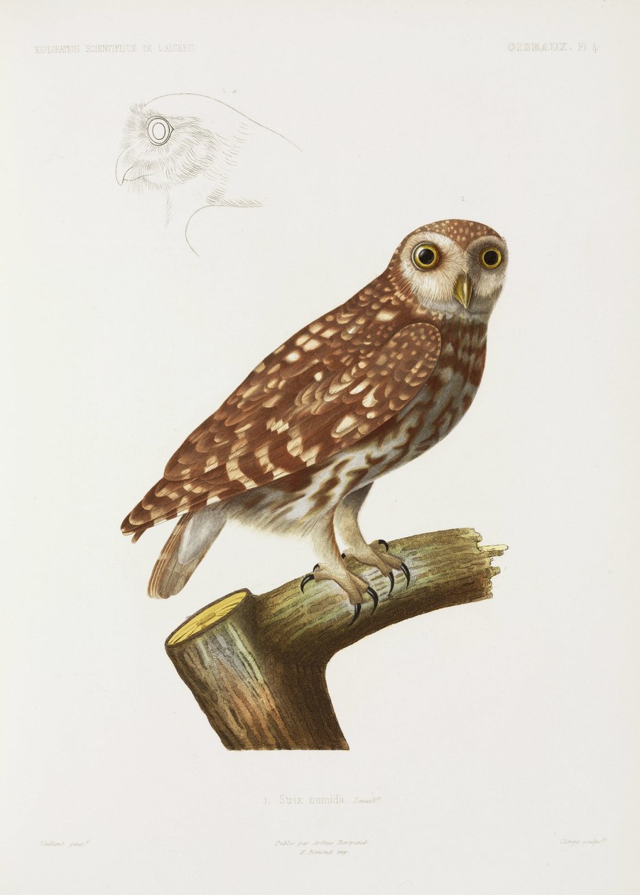 Bagoly, Algéria alkotó: John Pardon