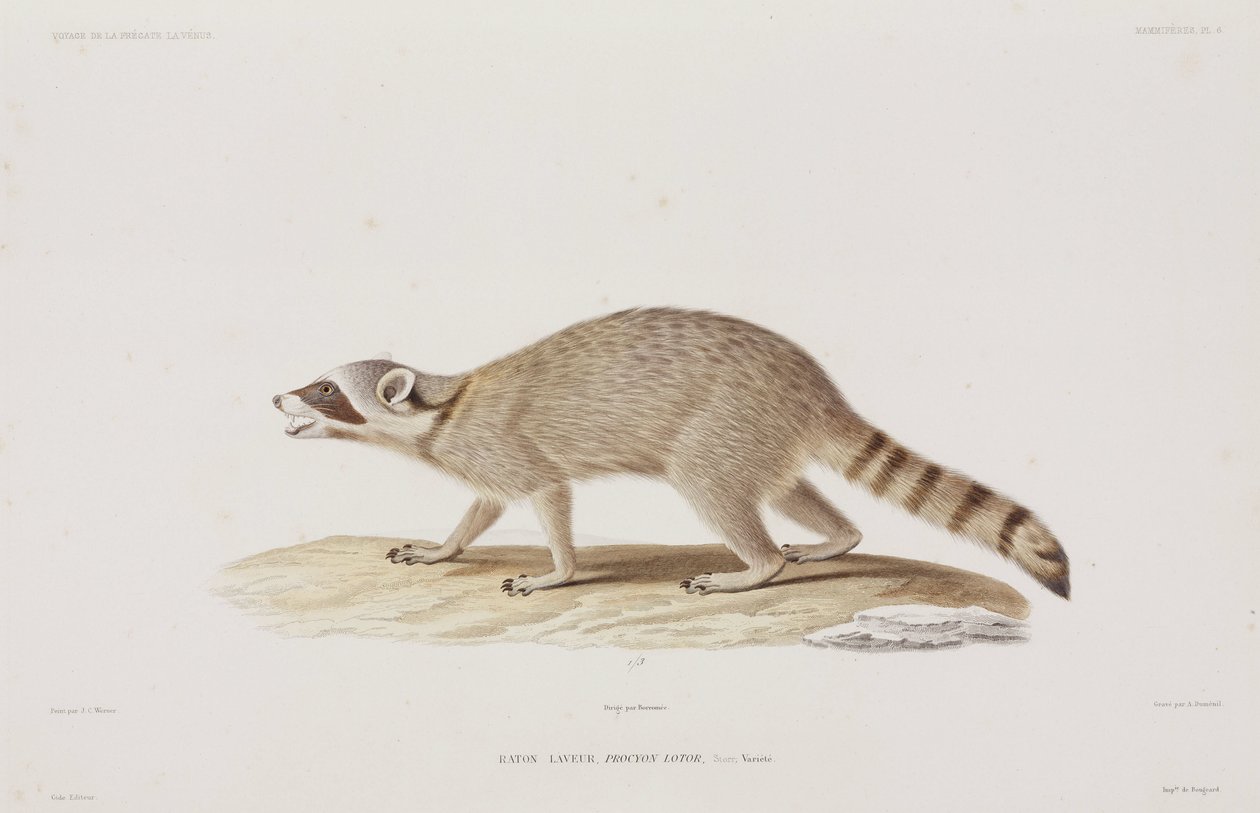 Raccoon, USA alkotó: John Pardon