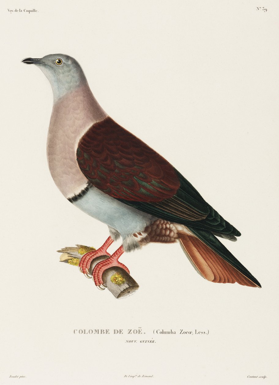 Zoé galambja, Új-Guinea alkotó: John Pardon