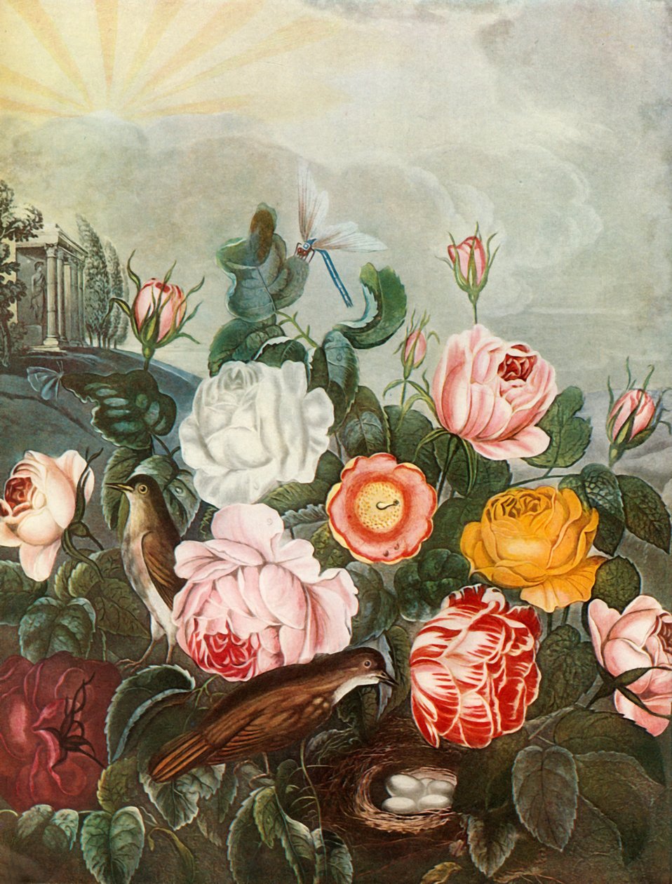 Roses, c1805, 1948. alkotó: Richard Earlom