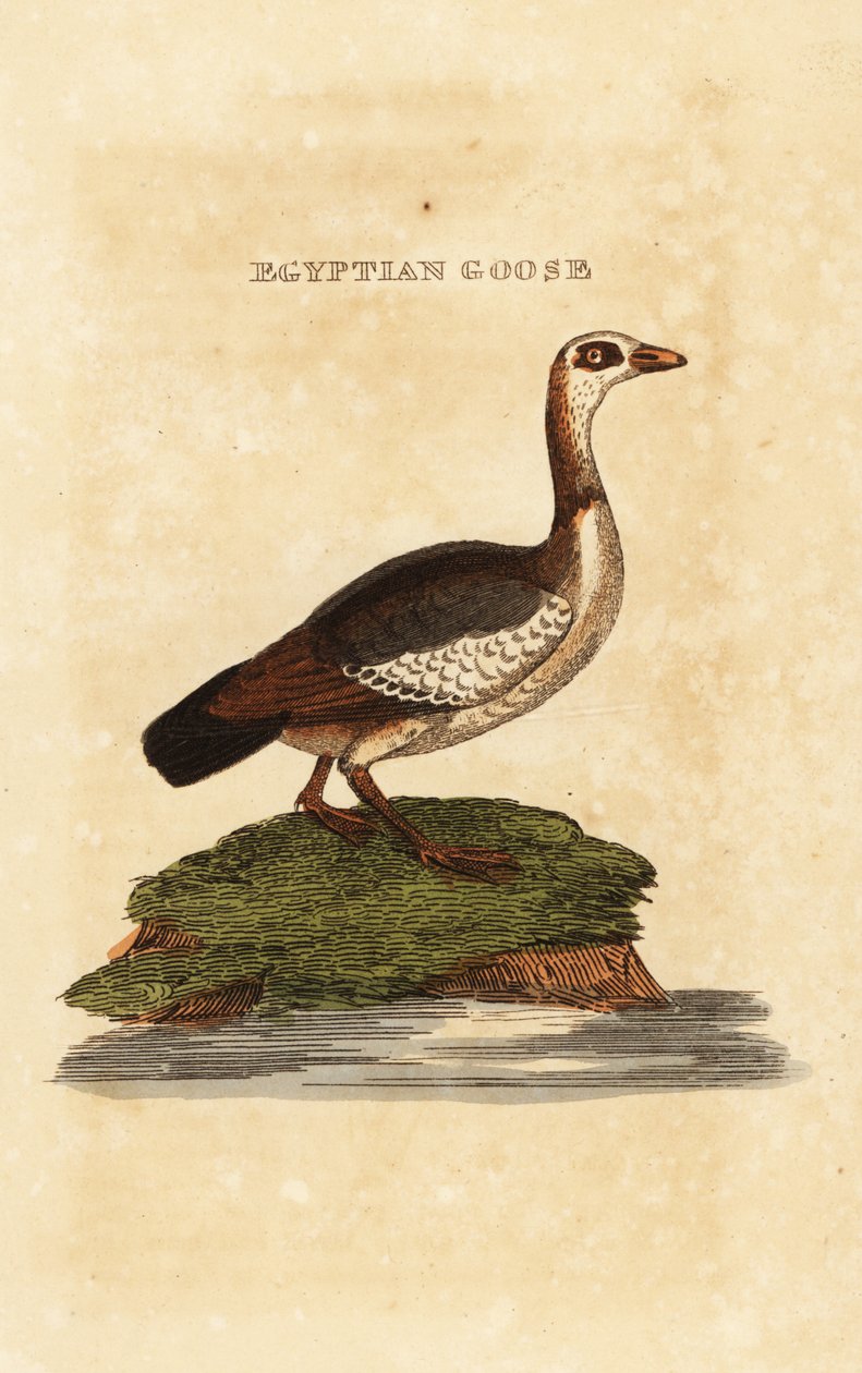 Egyiptomi liba, Alopochen aegyptiaca alkotó: Richard Polydore (after) Nodder