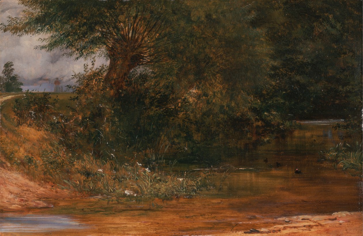A Moorhen