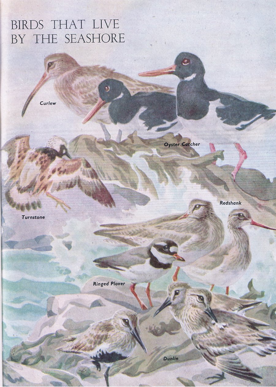 Birds that live by the seashore, illustration from The Childrens Nature Book published by Odhams, 1958  alkotó: Robert George Talbot Kelly