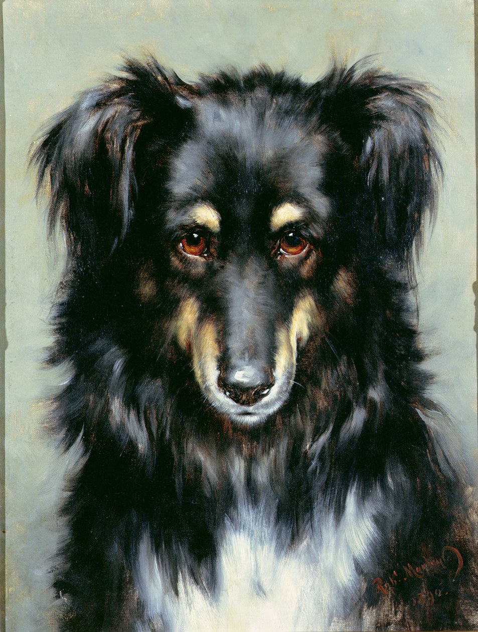 Fekete-barna collie, 1890 alkotó: Robert Morley