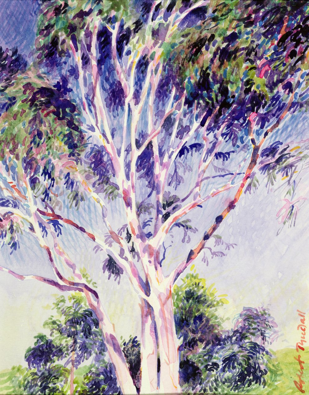Gum Tree, Ausztrália (wc) alkotó: Robert Tyndall