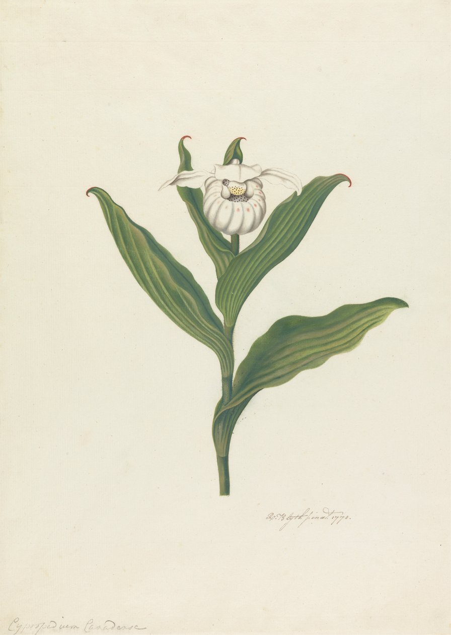 Női papucs (Cypripedium Canadense, Calceolus Maria) alkotó: Robert Blyth