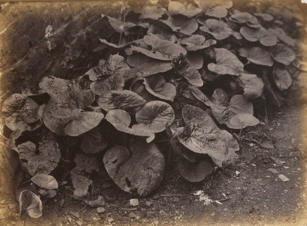 Növénytanulmány,1860-as évek (fotó) alkotó: Robert Burrows