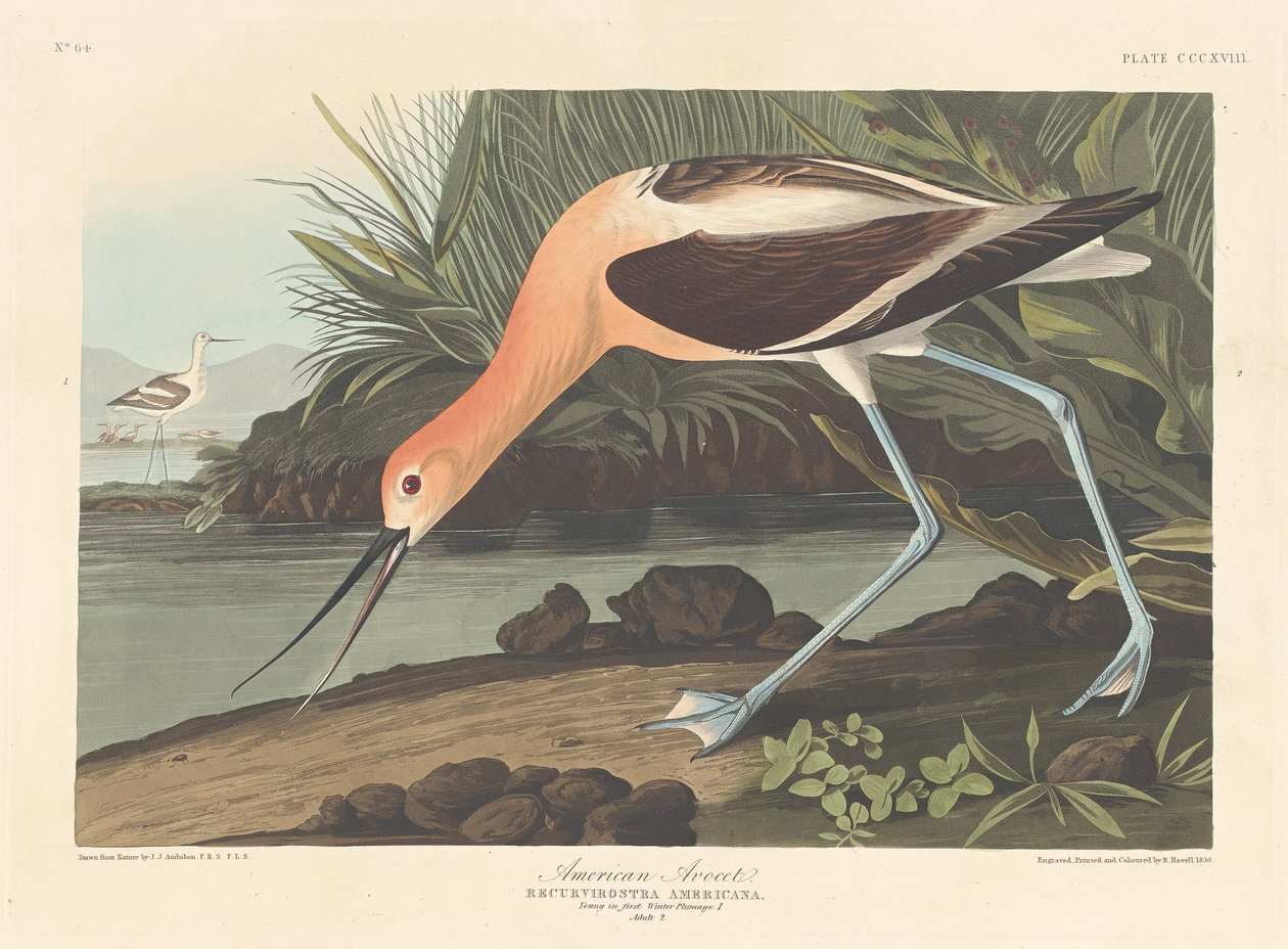 American Avocet, 1836. alkotó: Robert Havell