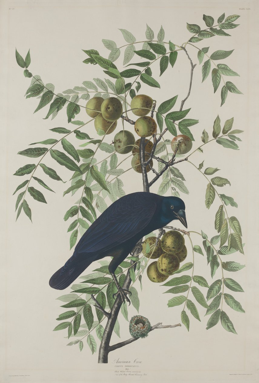 American Crow, 1833. alkotó: Robert Havell