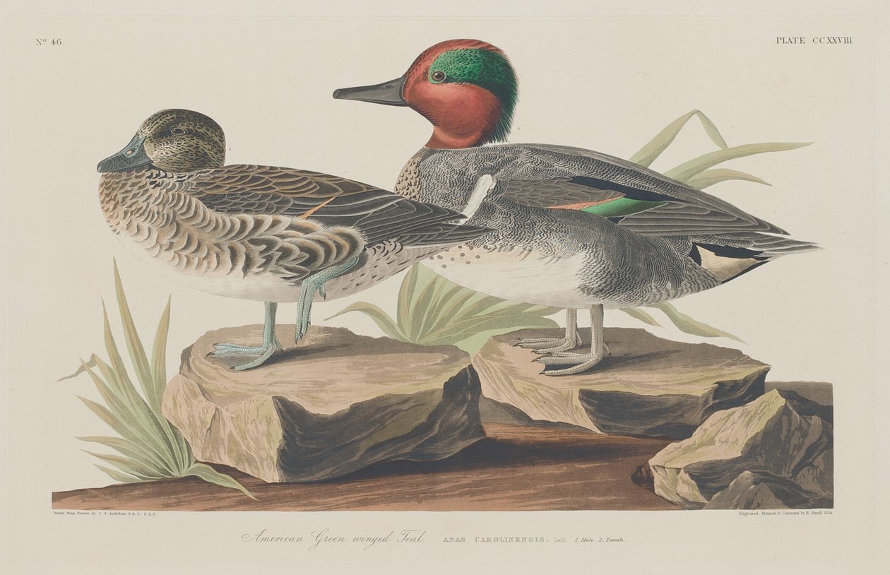 Amerikai zöldszárnyú kékeszöld, 1834. alkotó: Robert Havell