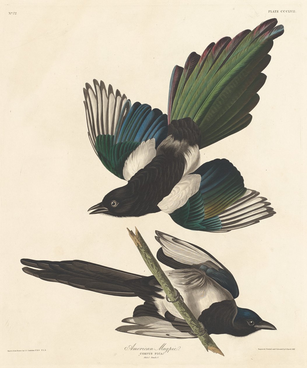 Amerikai szarka, 1837. alkotó: Robert Havell