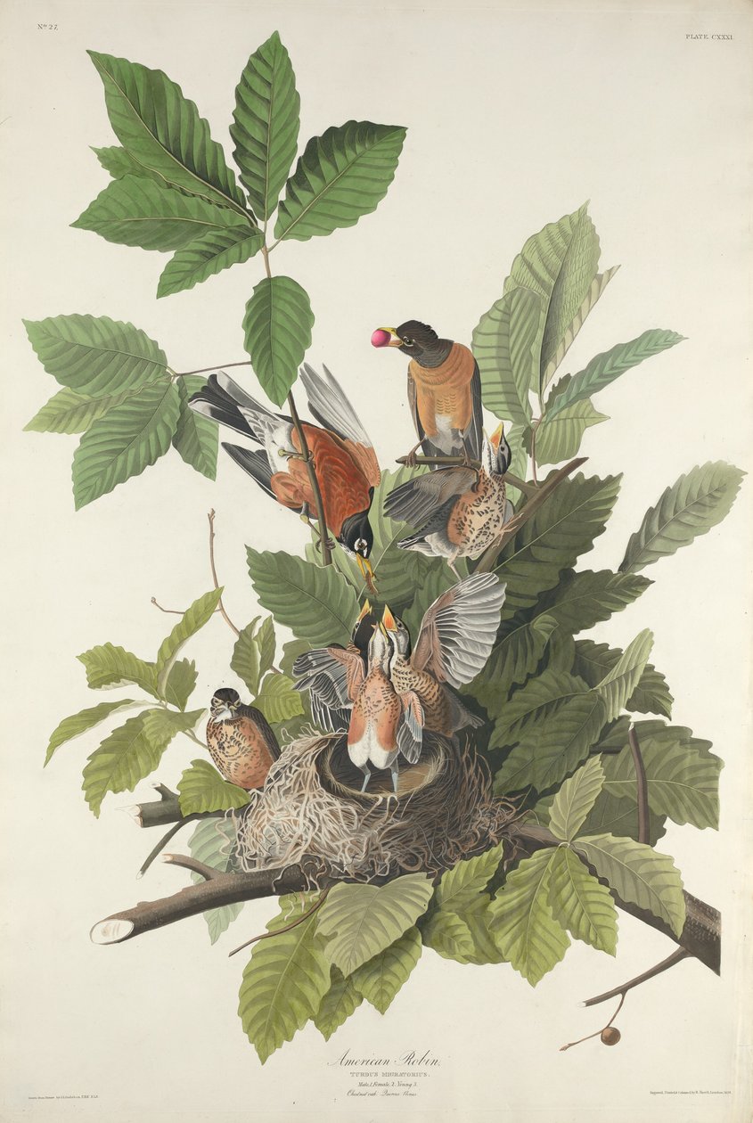 Amerikai Robin, 1832. alkotó: Robert Havell