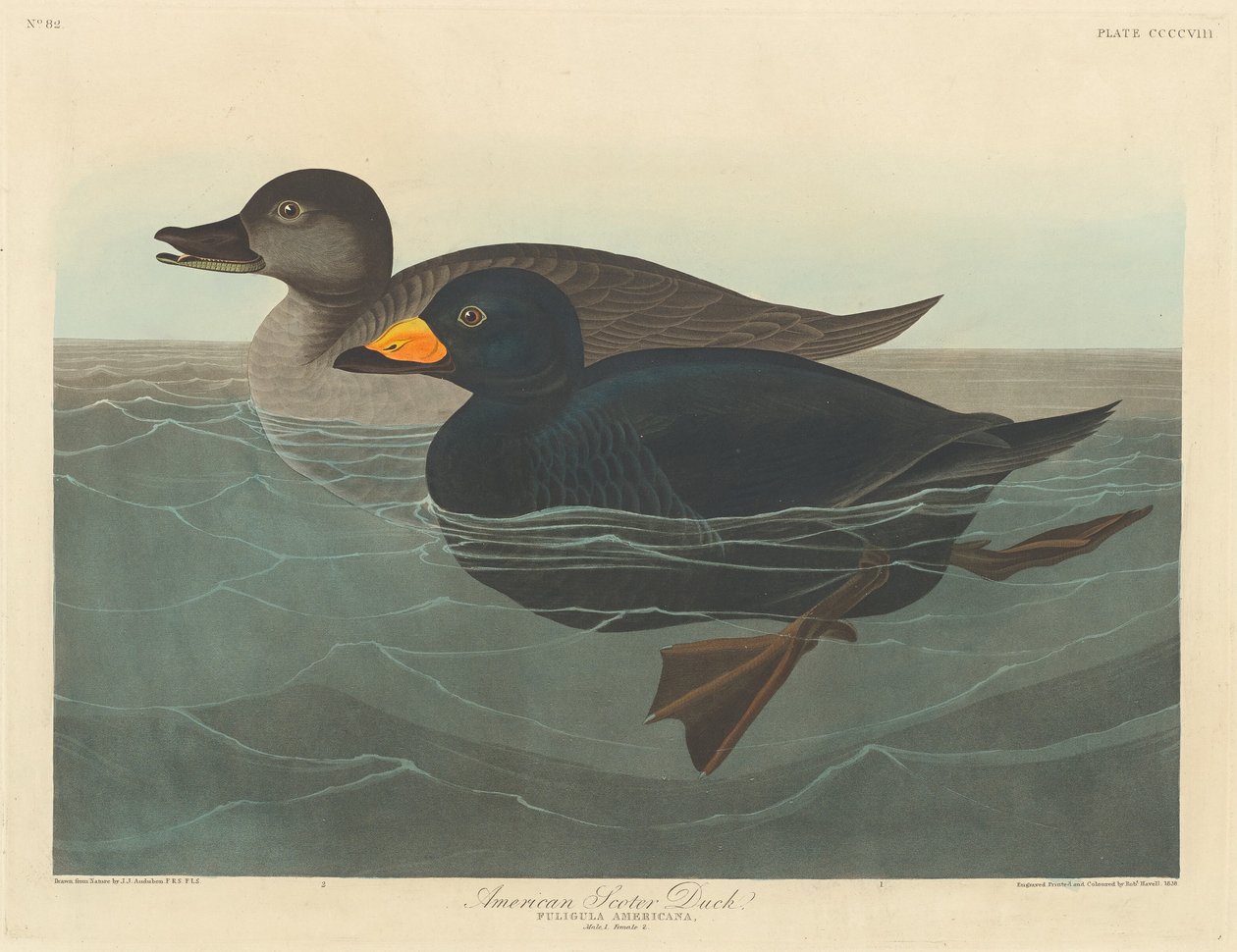 Amerikai gubacskacsa, 1838. alkotó: Robert Havell