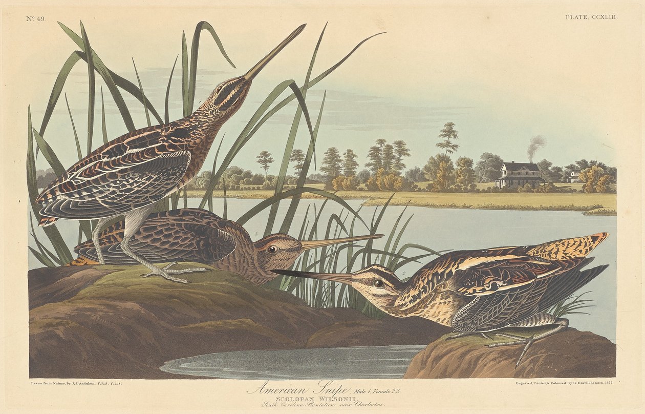 Amerikai szalonka, 1835. alkotó: Robert Havell