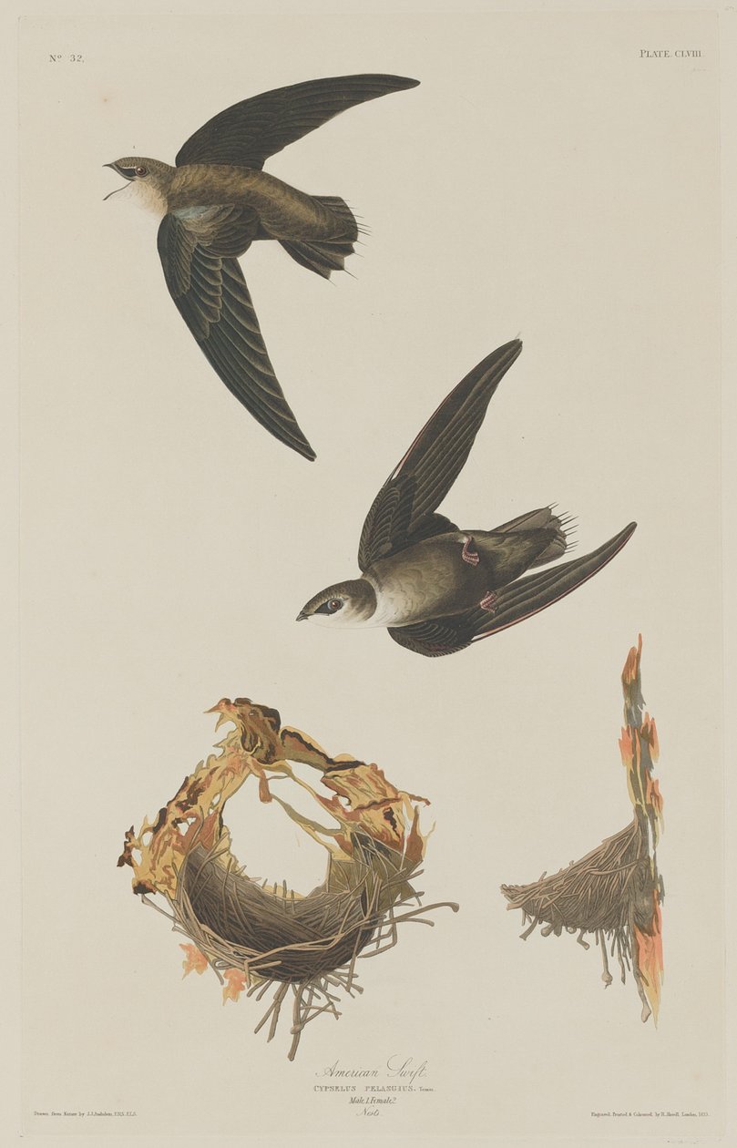 Amerikai Swift, 1833. alkotó: Robert Havell