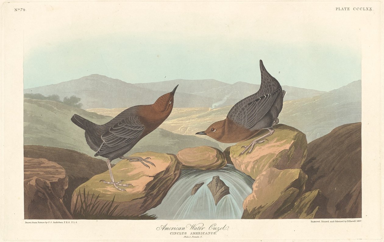 American Water Ouzel, 1837. alkotó: Robert Havell