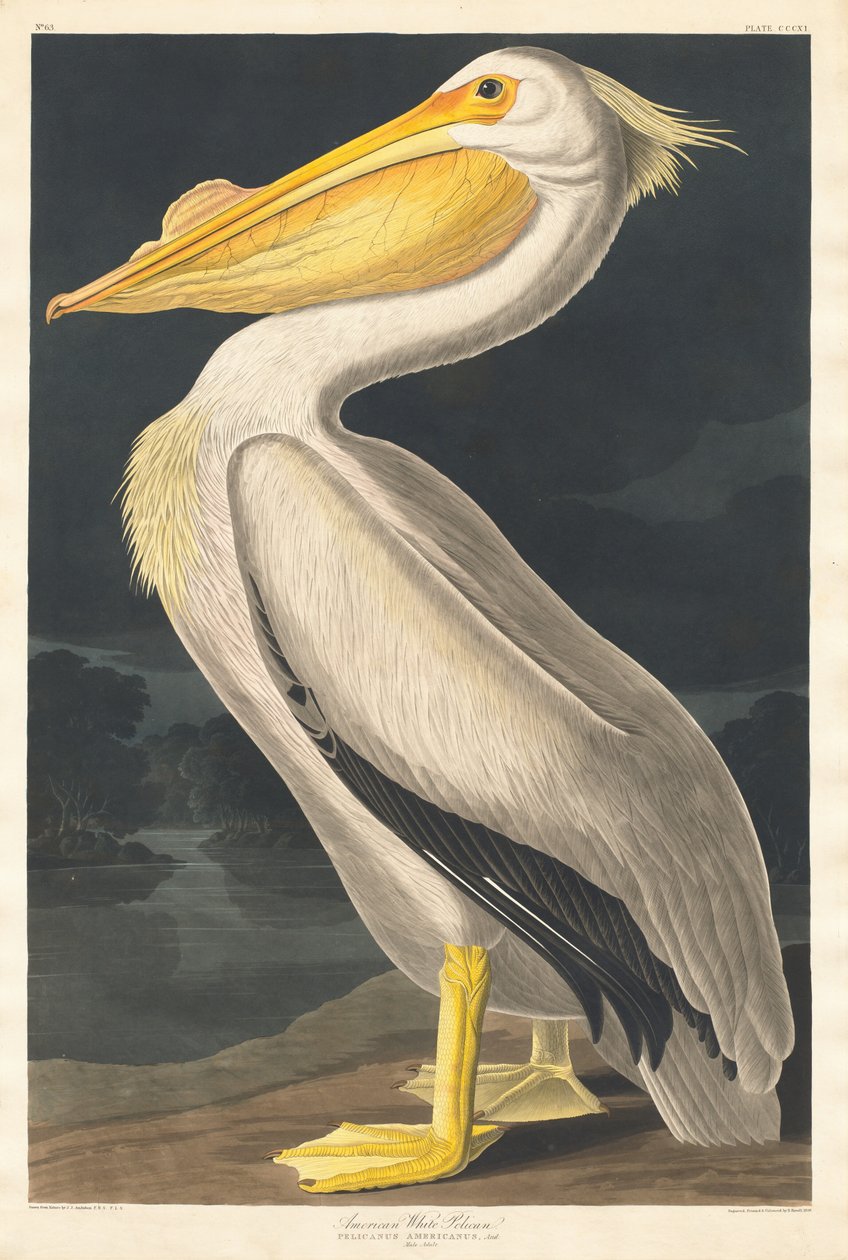 Amerikai fehér pelikán, 1836. alkotó: Robert Havell