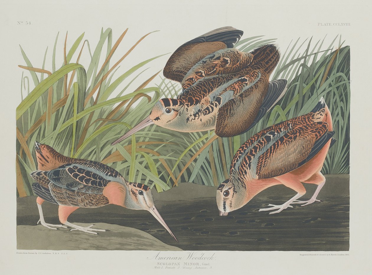 American Woodcock, 1835. alkotó: Robert Havell