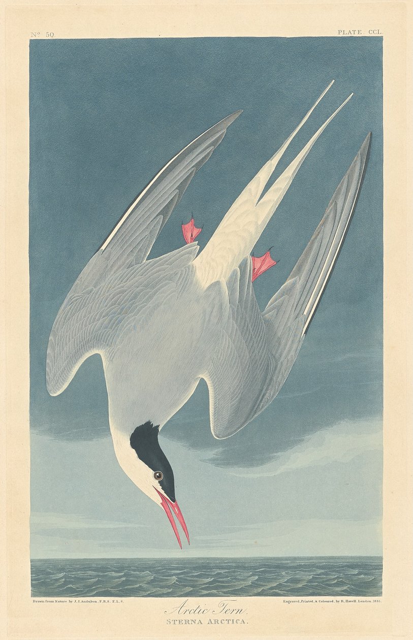Sarkvidéki csér, 1835. alkotó: Robert Havell
