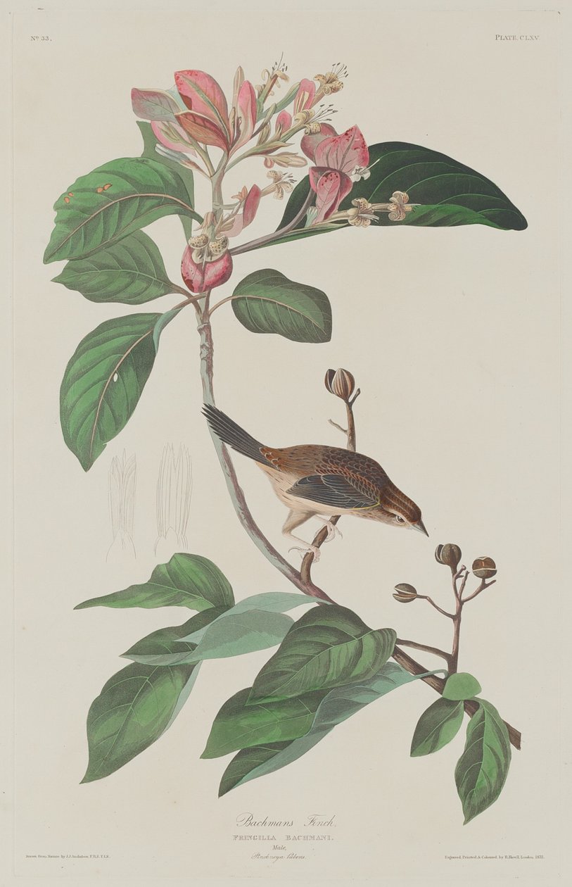 Bachmans Finch, 1833. alkotó: Robert Havell