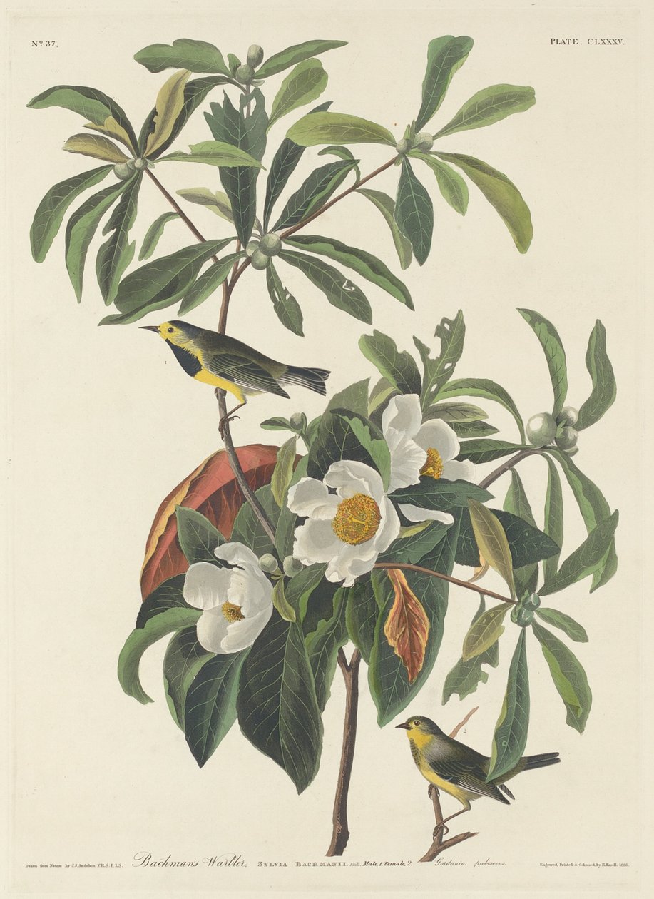Bachman poszcsa, 1834. alkotó: Robert Havell