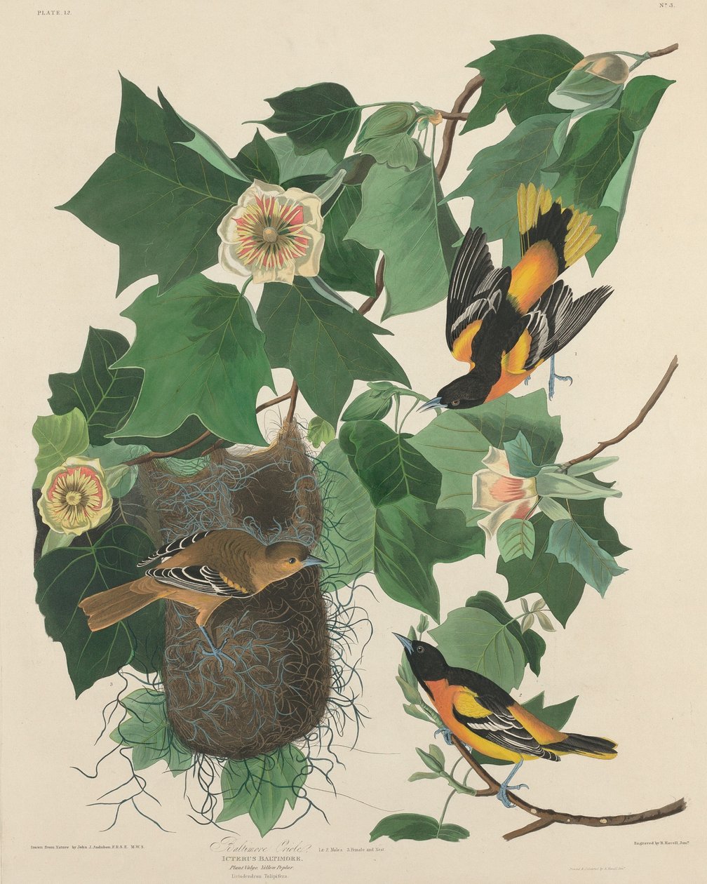 Baltimore Oriole, 1827. alkotó: Robert Havell