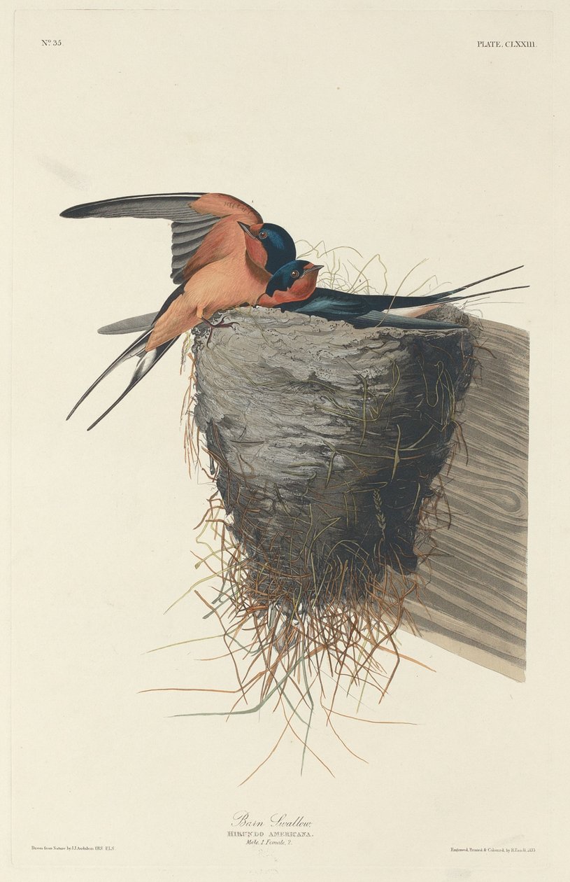 Füvesfecske, 1833. alkotó: Robert Havell