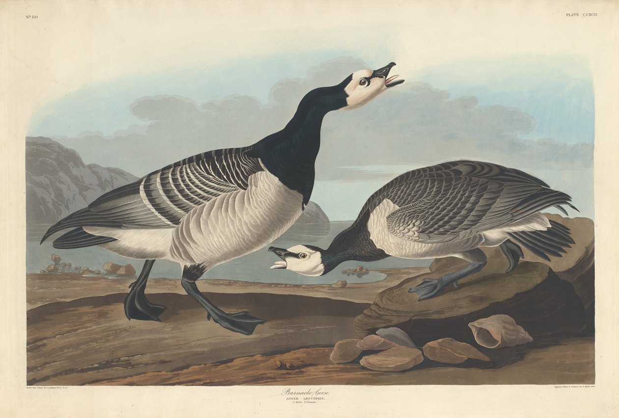 Barnacle Goose, 1836. alkotó: Robert Havell