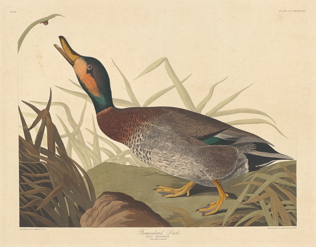Bemakulált kacsa, 1836. alkotó: Robert Havell