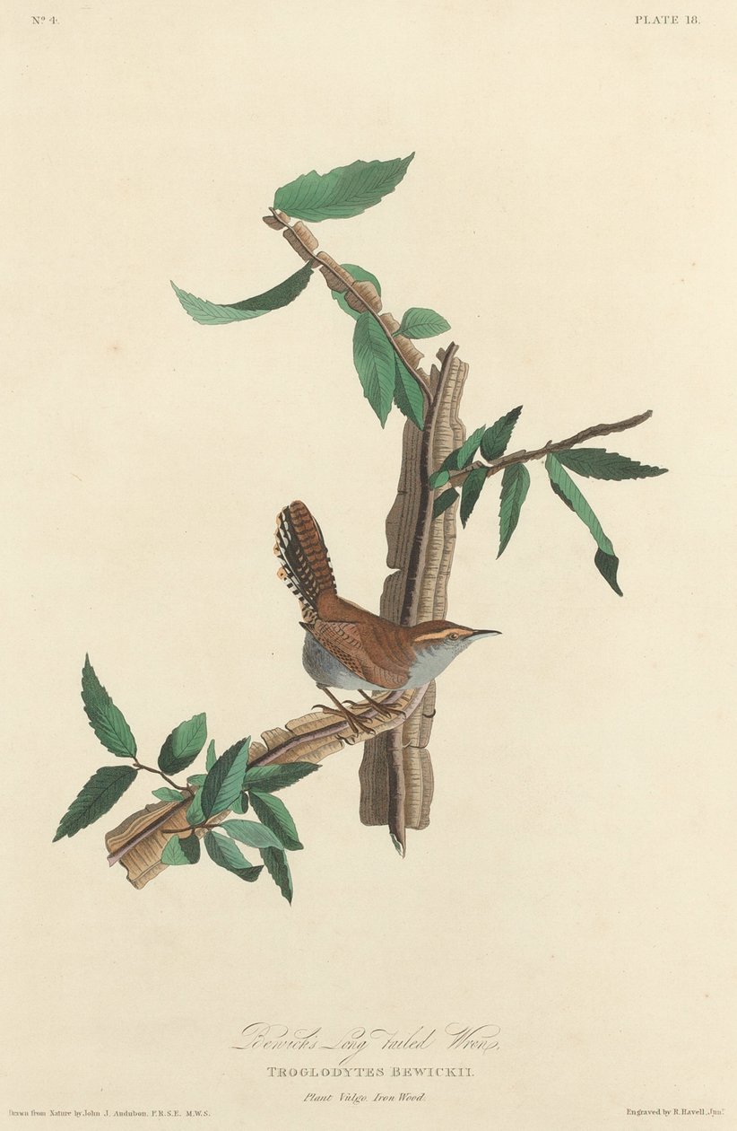 Bewick hosszúfarkú ökörszem, 1827. alkotó: Robert Havell