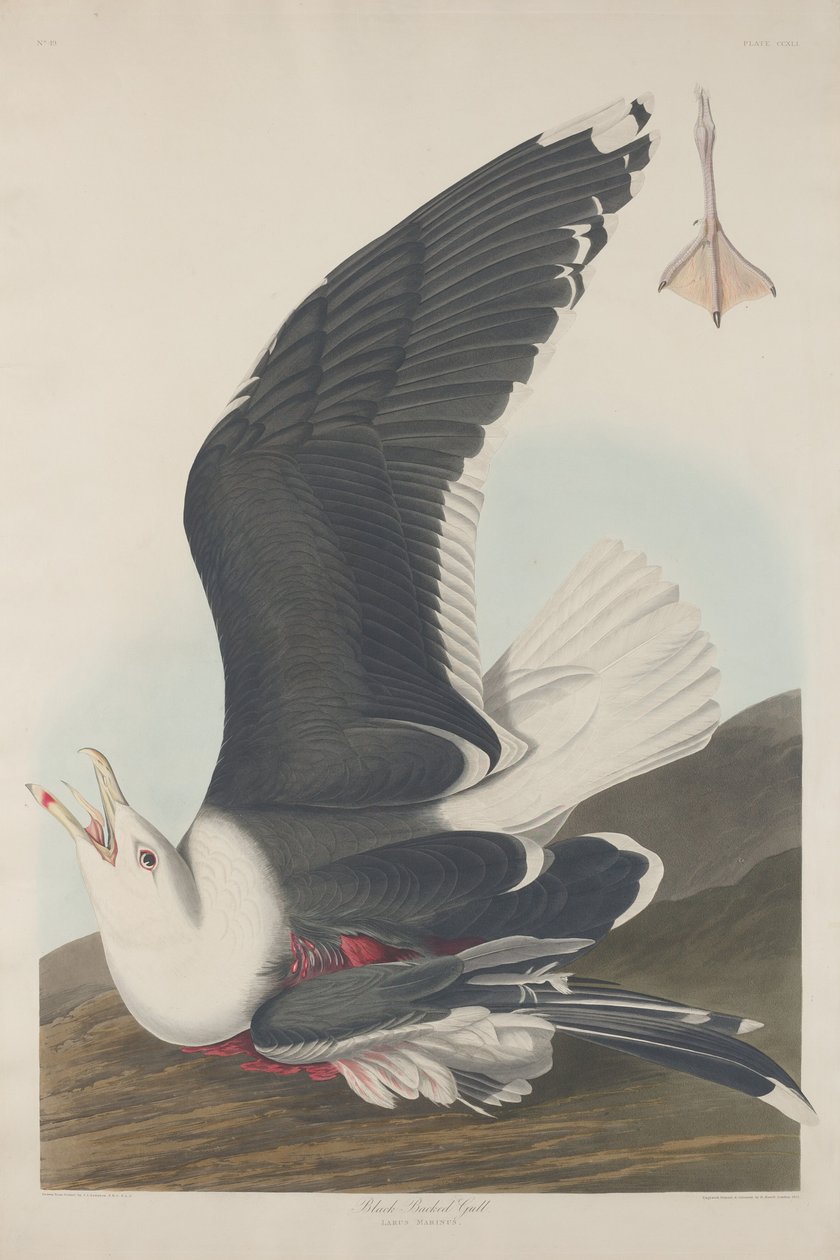Feketehátú sirály, 1835. alkotó: Robert Havell